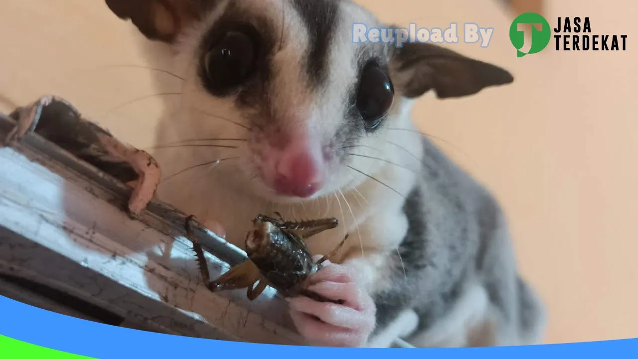 Gambar ANA PETSHOP ( Galeri Hamster Tasikmalaya 2 ) di Tasikmalaya, Jawa Barat ke 3