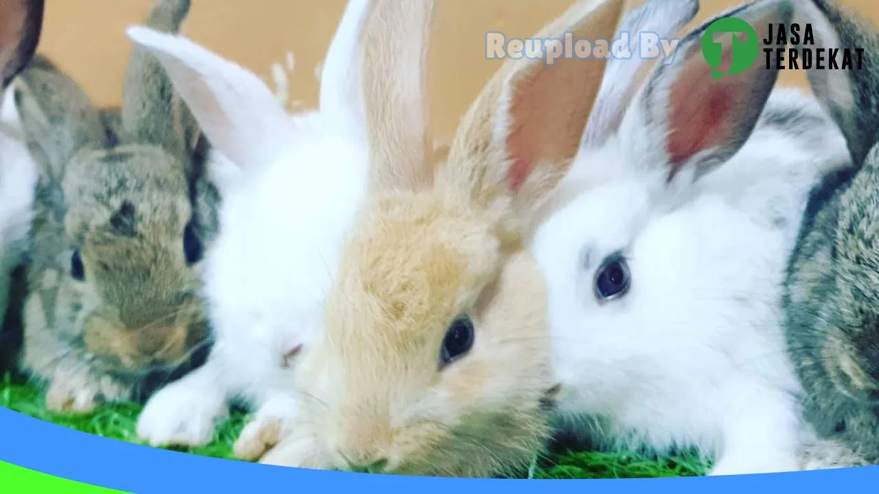 Gambar HAMSBEAR Pet Center ( Petshop Condet ) di Jakarta Timur, DKI Jakarta ke 2