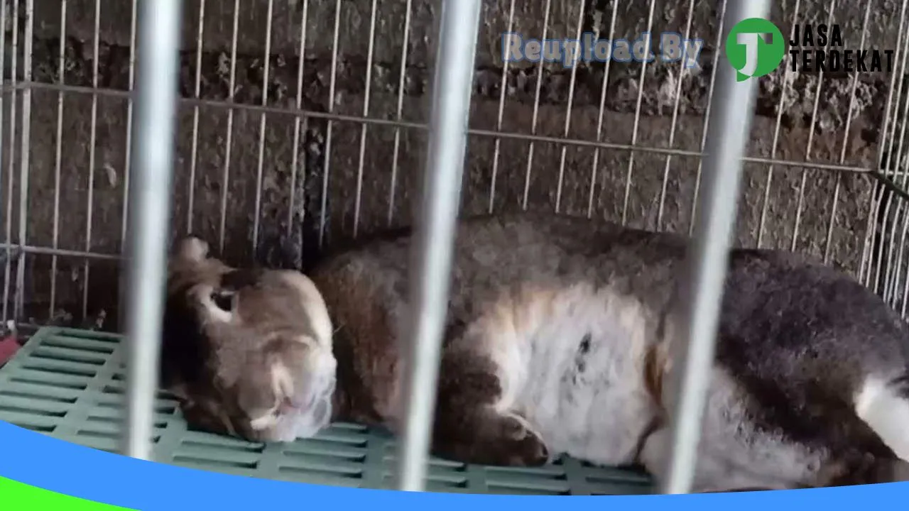 Gambar KIQ Pet Gallery di Gianyar, Bali ke 4