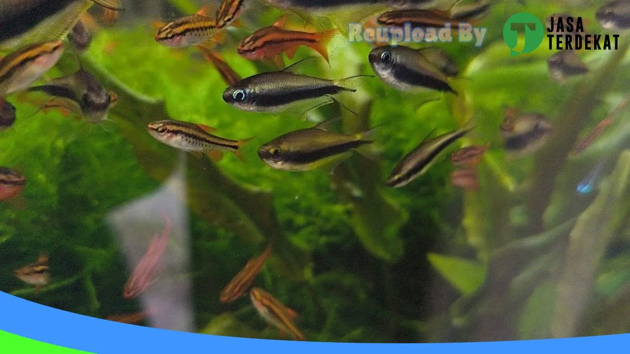 Gambar Larier Aquatic di Ambon, Maluku ke 4