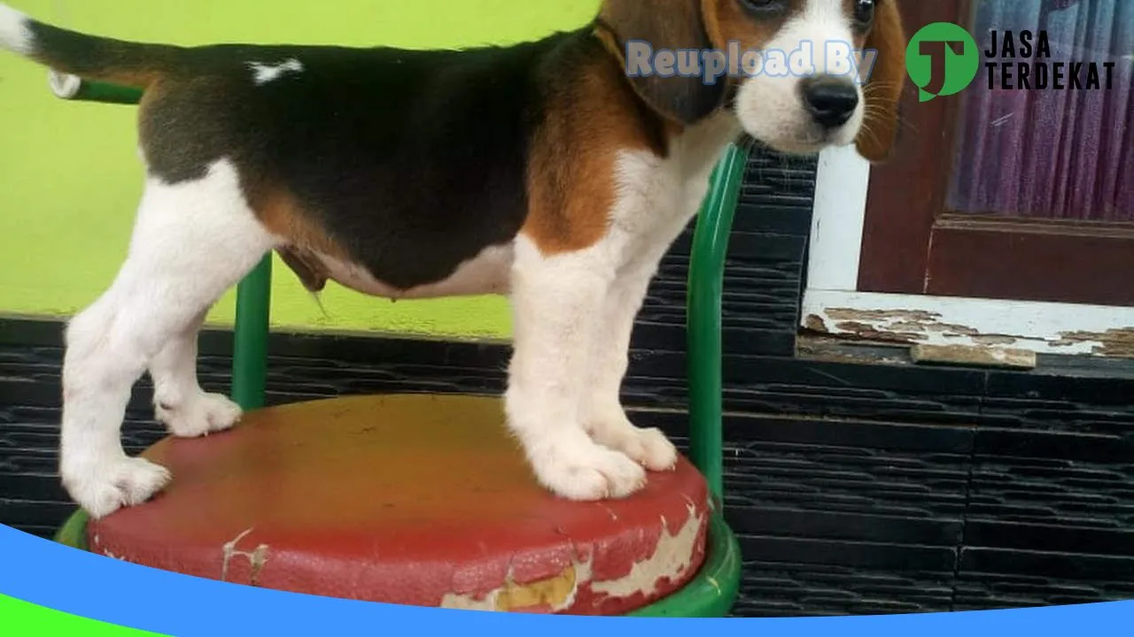 Gambar TonsKennel Medan Petshop di Medan, Sumatera Utara ke 5