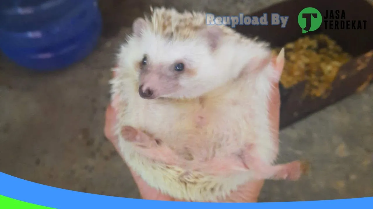 Gambar Hammy Petshop palu ( Rumah hamster, kelinci, landak mini palu ) di Kota Palu, Sulawesi Tengah ke 1
