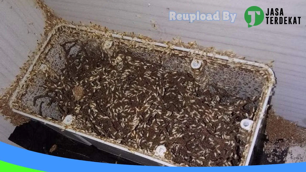 Gambar jasa anti rayap di Bintan, Kepulauan Riau ke 3