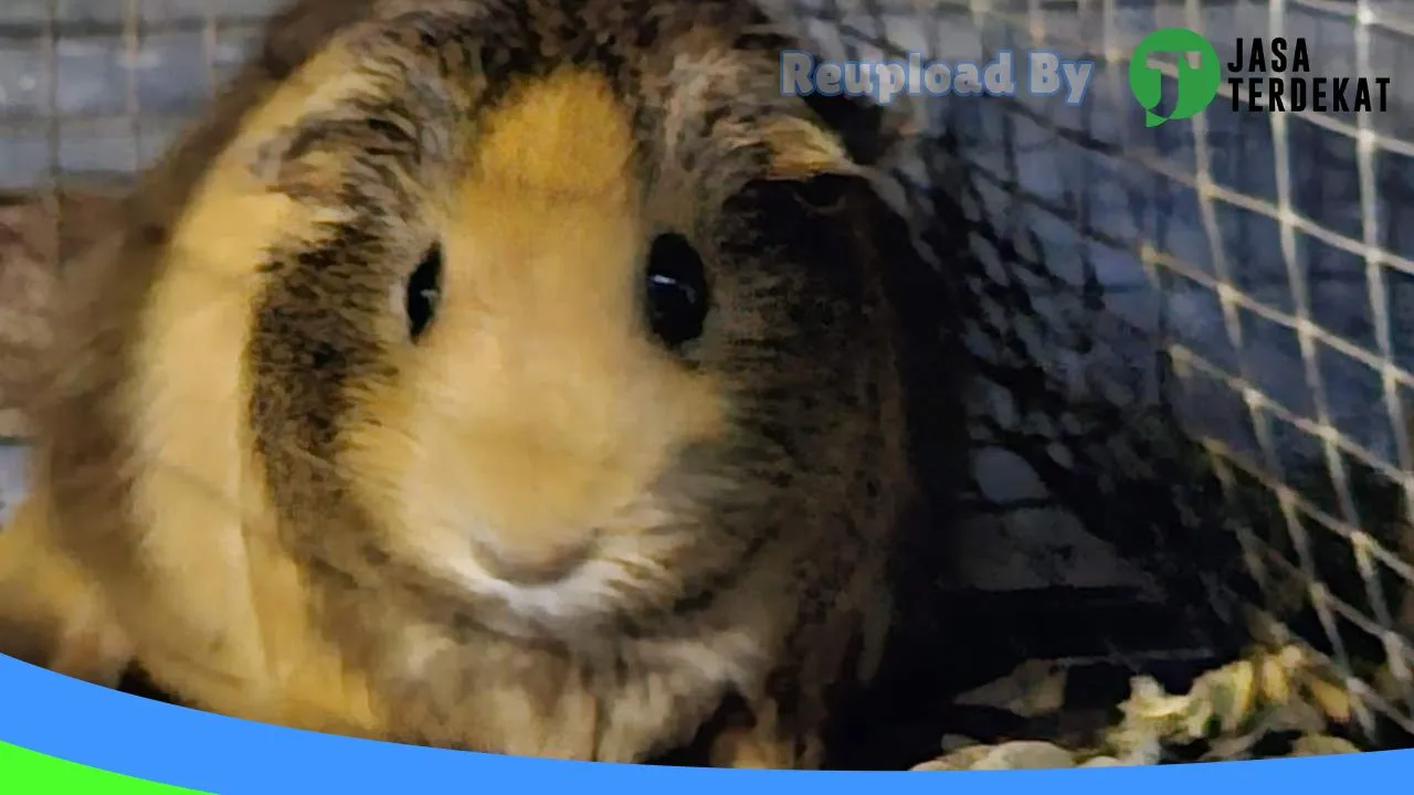 Gambar Sleepy Pet Shop and Pet hotel di Malaka, Nusa Tenggara Timur ke 2