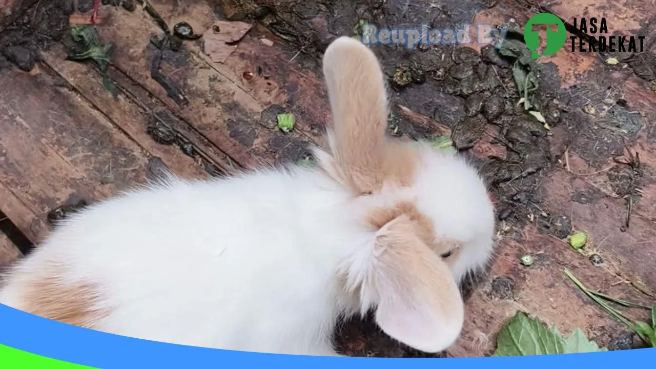 Gambar Rumah kelinci di Bener Meriah, Aceh ke 5