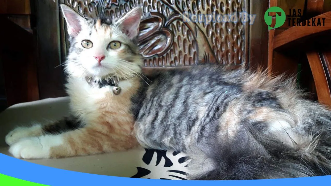 Gambar R K Pet shop di Cianjur, Jawa Barat ke 3