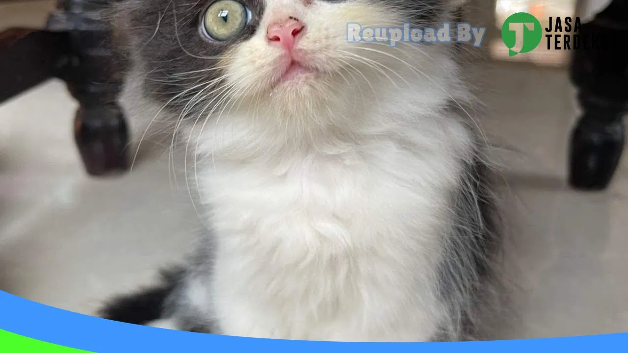 Gambar Aza Petshop di Ogan Komering Ilir, Sumatera Selatan ke 1