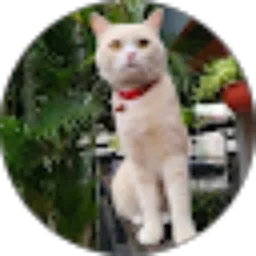 Review From Gallery Mami Cha