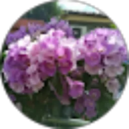 Review From boss lukman