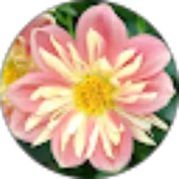 Review From Alfonsus Ardy Santoso