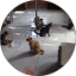 Review From Wiwit Yunianti