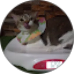 Review From Rendi Chair