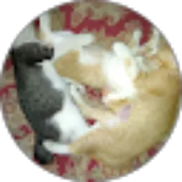 Review From Trio Kampung