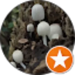 Review From Novida Ai