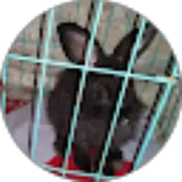 Review From Oreo The Bunny