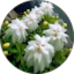 Review From Diva Alya