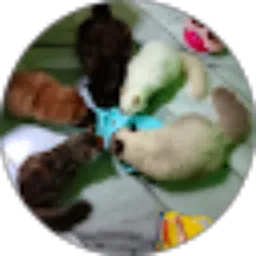 Review From Wiwi Woko