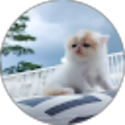 Review From Uji Saputra