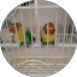 Review From Anindra Aji