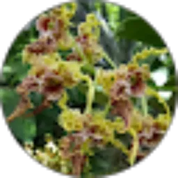 Review From Pratiwi Cahyandary