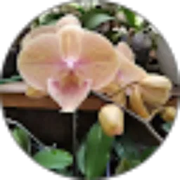 Review From Fikri June