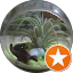 Review From waloeh tea