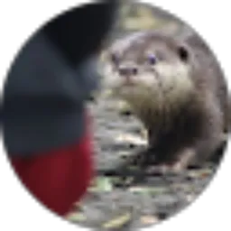 Review From Fauzan hilal Najmi