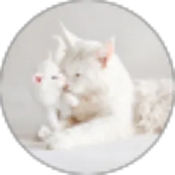 Review From The Purrringtons