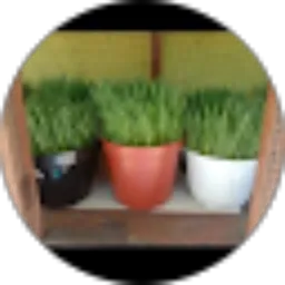 Review From Yonnie Amelia Wheat Grass Denpasar