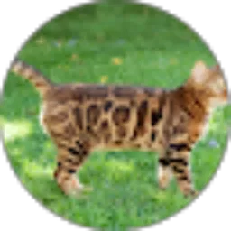 Review From musttimboel