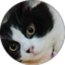 Review From Ines putri pratiwi