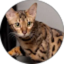 Review From Nita Yolanda