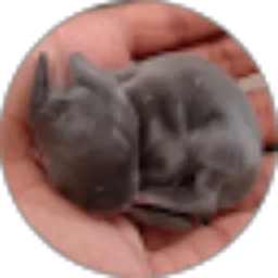 Review From Wahyu Ramadhan