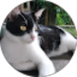 Review From Panca Wibowo