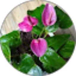 Review From Erlin Eryani