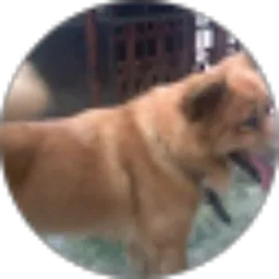 Review From Adi Suryo