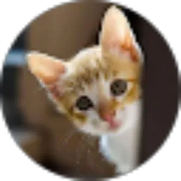 Review From Widya Suwito