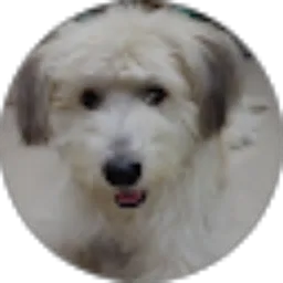 Review From caecilia joe