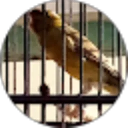 Review From Rifki Hidayat chanel