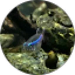 Review From Kuli Tambang