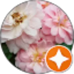 Review From SRI JURIANI