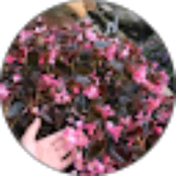 Review From Hello Dec!