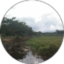 Review From raudhatul jannah