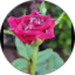 Review From Fatimah Azzahra