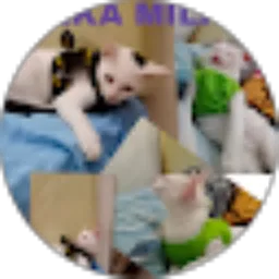 Review From Milka Milky BulBul