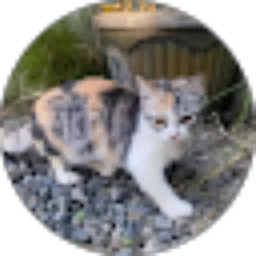 Review From adindadilla pribadi