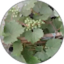 Review From andri yatno