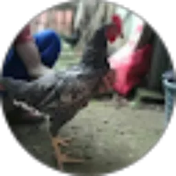 Review From Adi Pitik Farm