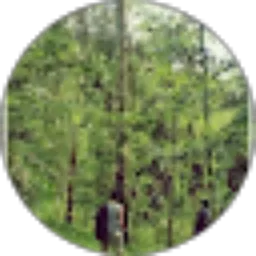 Review From dede mustaqim