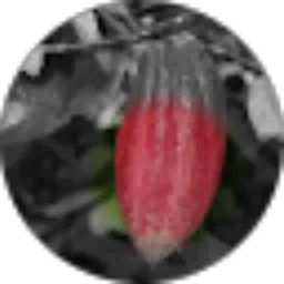 Review From Claudine Guelton